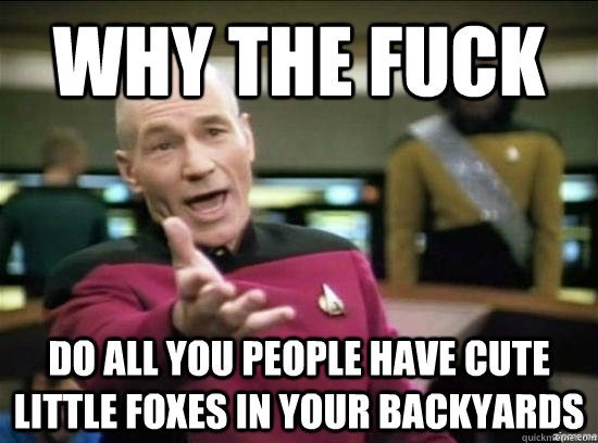 Why the fuck do all you people have cute little foxes in your backyards  Annoyed Picard HD
