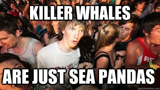 Killer whales Are just sea pandas  Sudden Clarity Clarence