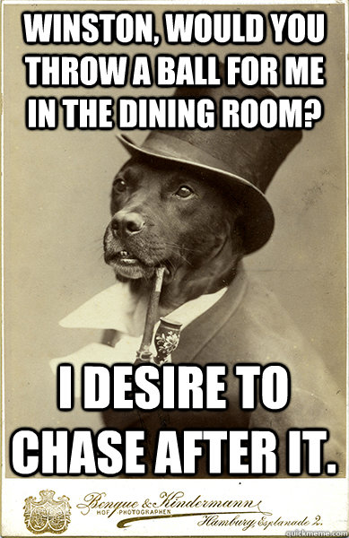 Winston, would you throw a ball for me in the dining room? I desire to chase after it.  Old Money Dog