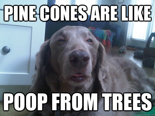 Pine cones are like poop from trees  10 Dog