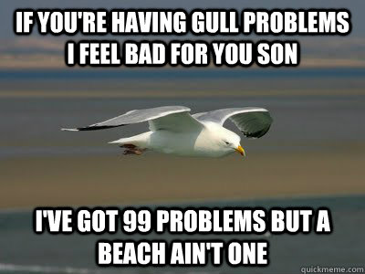 If you're having gull problems i feel bad for you son i've got 99 problems but a beach ain't one - If you're having gull problems i feel bad for you son i've got 99 problems but a beach ain't one  Gull Problems