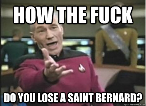 How the fuck do you lose a Saint Bernard? - How the fuck do you lose a Saint Bernard?  Misc