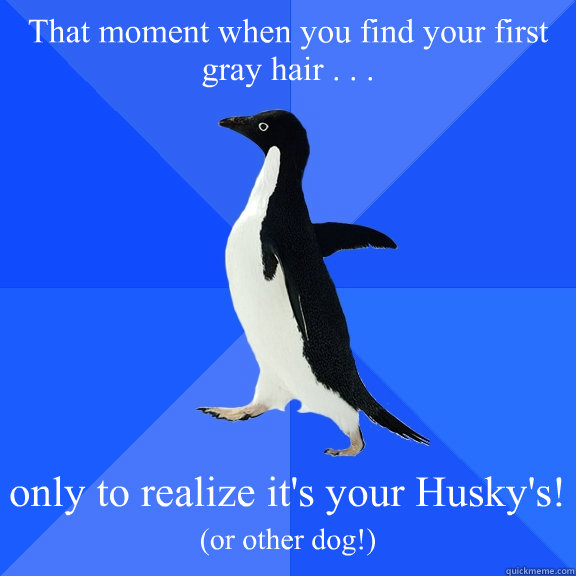 That moment when you find your first gray hair . . .   only to realize it's your Husky's!
 (or other dog!)  Socially Awkward Penguin