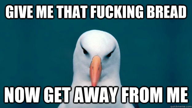 give me that fucking bread now get away from me - give me that fucking bread now get away from me  asshole bird