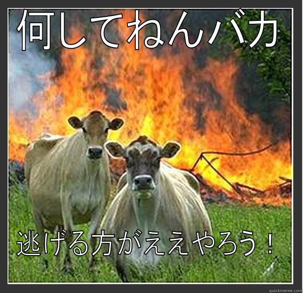 怖い～ヤギ！scary goats - 何してねんバカ 逃げる方がええやろう！ Evil cows