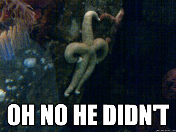  OH NO HE DIDN'T  Sassy Starfish