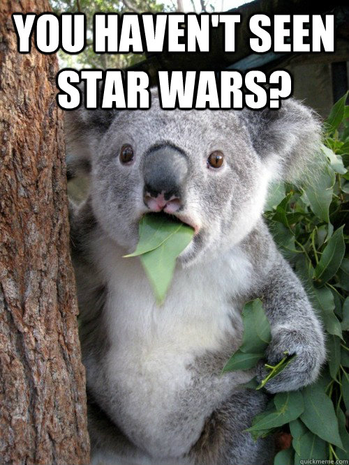 You haven't seen star wars?  koala bear