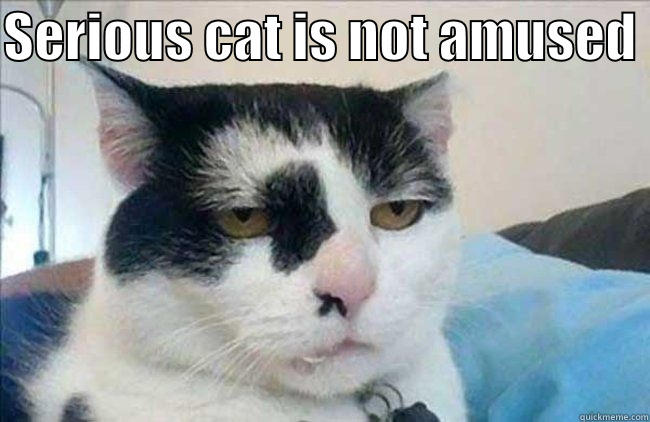 Seriouscat is notamused - SERIOUS CAT IS NOT AMUSED   Misc