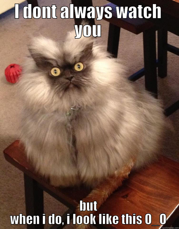 stalker cat quickmeme