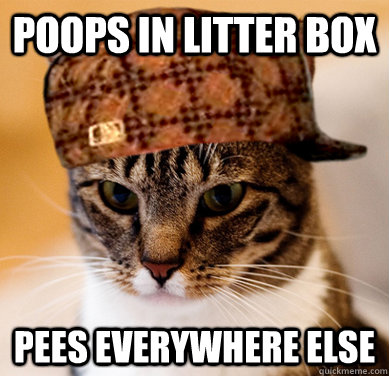 Poops in litter box Pees everywhere else  Scumbag Cat
