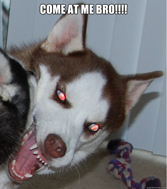 come at me bro!!!!  - come at me bro!!!!   Demon Husky