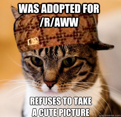 was adopted for /r/aww refuses to take a cute picture  Scumbag Cat