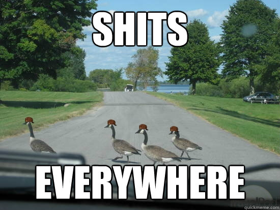 Shits Everywhere  Scumbag Geese