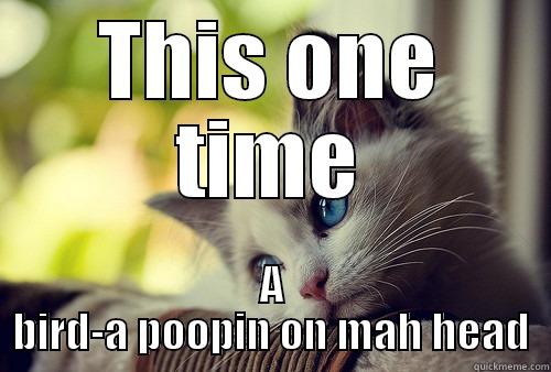 THIS ONE TIME A BIRD-A POOPIN ON MAH HEAD First World Problems Cat