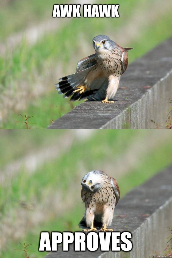 Awk Hawk Approves - Awk Hawk Approves  Awk Hawk