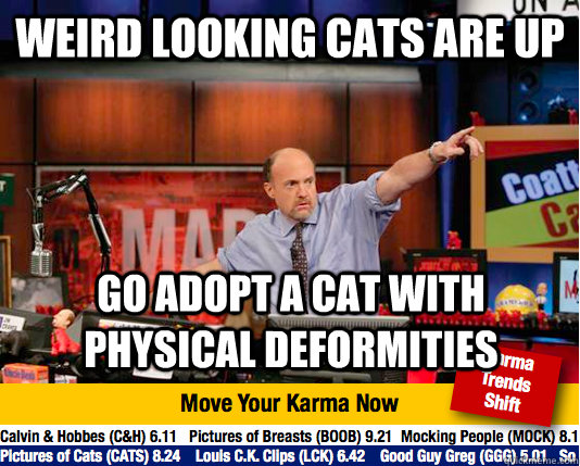Weird looking cats are up Go adopt a cat with physical deformities - Weird looking cats are up Go adopt a cat with physical deformities  Mad Karma with Jim Cramer