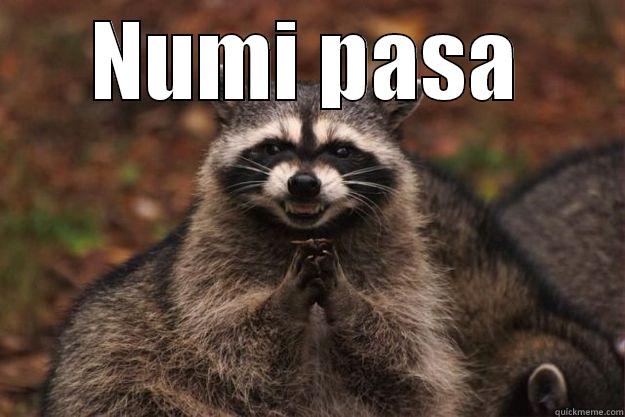 NUMI PASA  Evil Plotting Raccoon