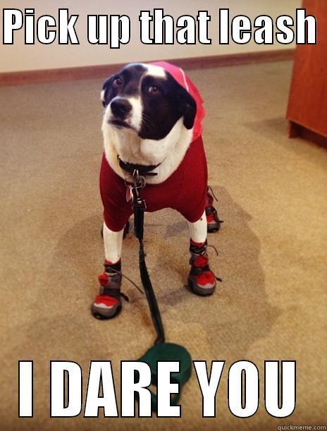 PICK UP THAT LEASH  I DARE YOU Misc