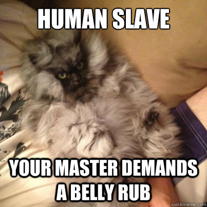 human slave Your master demands a belly rub - human slave Your master demands a belly rub  Angry Kitty