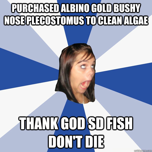 Purchased albino gold bushy nose plecostomus to clean algae thank god sd fish don't die  Annoying Facebook Girl