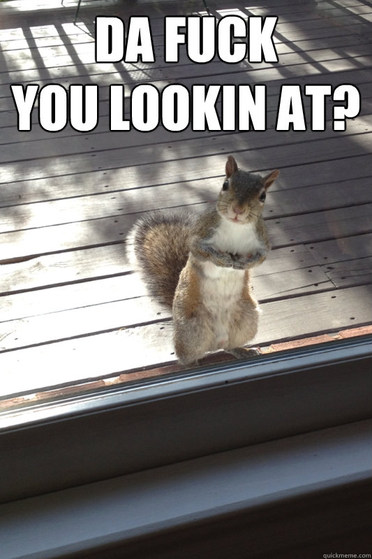 Da Fuck
You Lookin At?  - Da Fuck
You Lookin At?   Squirrel