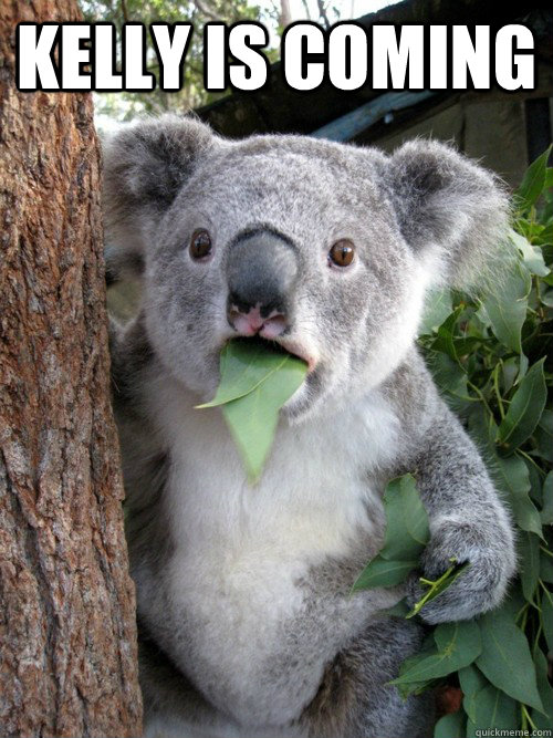 KELLY IS COMING   Shocked Koala