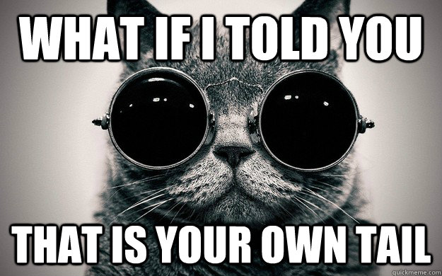 What if i told you That is your own tail  Morpheus Cat Facts
