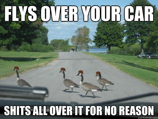 Flys over your car shits all over it for no reason  Scumbag Geese