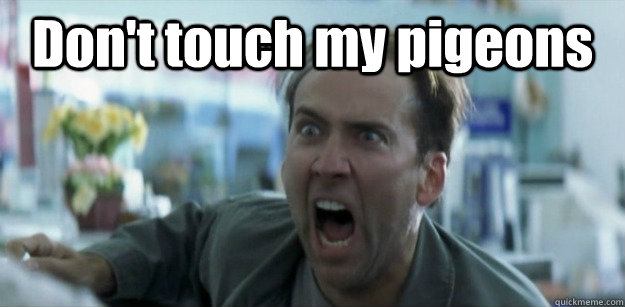 Don't touch my pigeons  - Don't touch my pigeons   Pissed Nicolas Cage