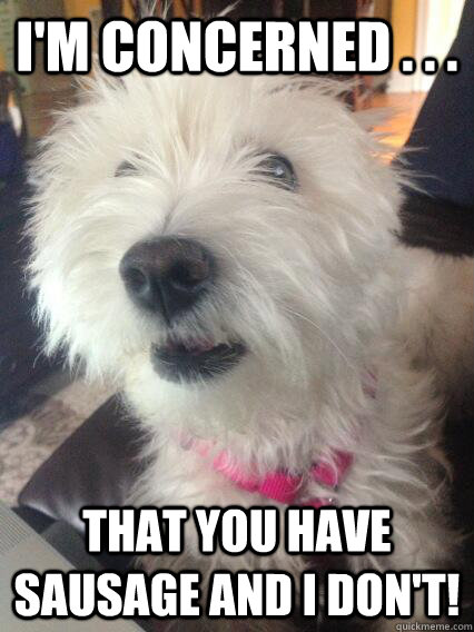 I'm concerned . . . that you have sausage and I don't!  Overly Concerned Dog