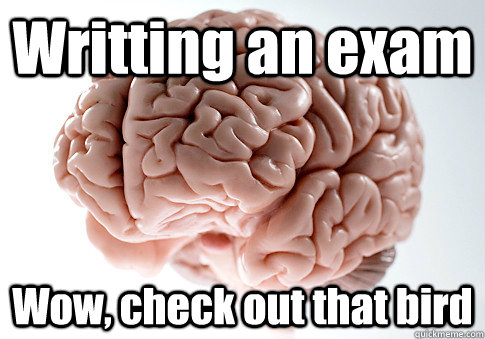 Writting an exam Wow, check out that bird  Scumbag Brain