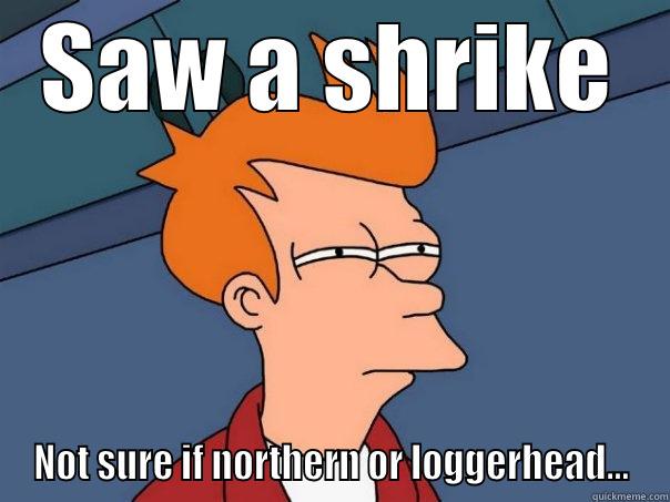 SAW A SHRIKE NOT SURE IF NORTHERN OR LOGGERHEAD... Futurama Fry