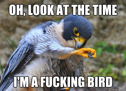 Oh, look at the time I'm a fucking bird - Oh, look at the time I'm a fucking bird  fucking bird