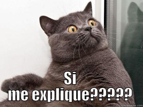  SI ME EXPLIQUE????? conspiracy cat