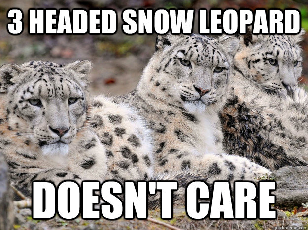 3 Headed Snow Leopard DOesn't Care - 3 Headed Snow Leopard DOesn't Care  3 Headed Snow Leopard