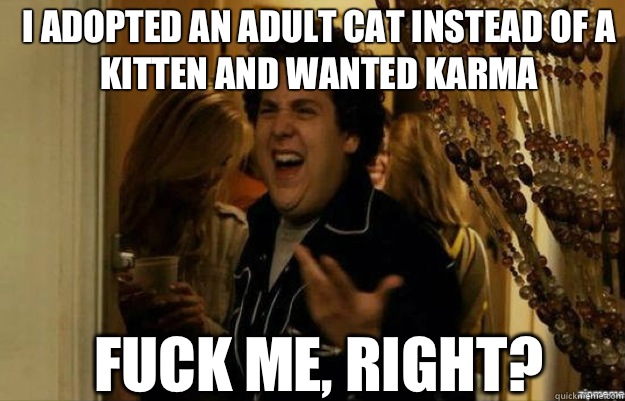 I adopted an adult cat instead of a kitten and wanted karma  FUCK ME, RIGHT?  fuck me right