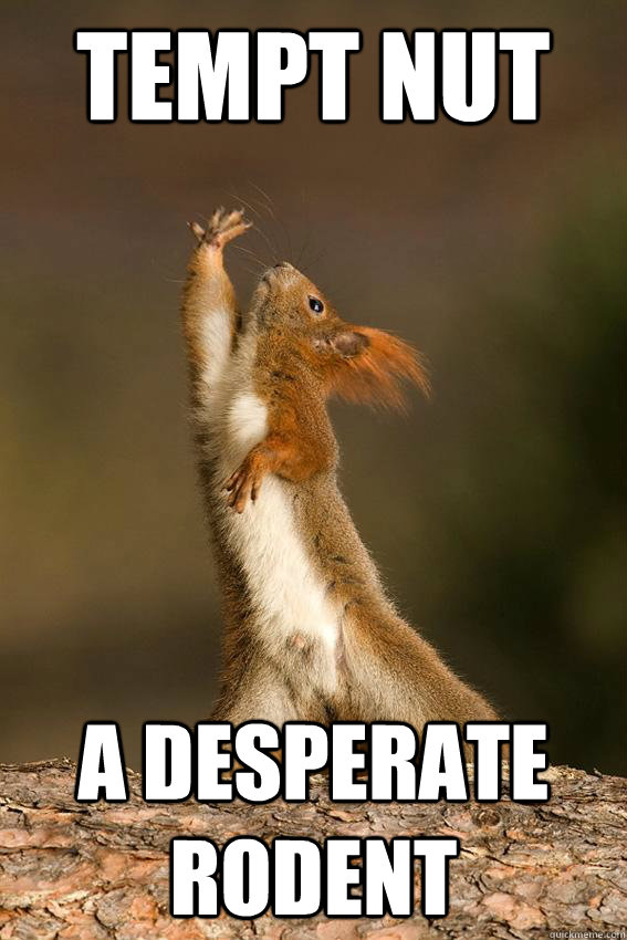 Tempt nut A desperate rodent - Tempt nut A desperate rodent  Shakespeare Squirrel