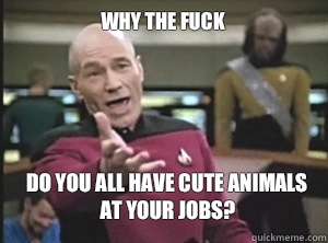 why the fuck do you all have cute animals at your jobs?   Annoyed Picard