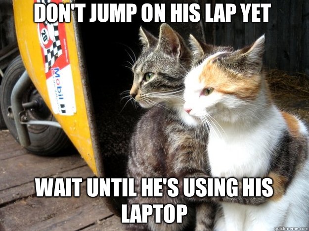 Don't jump on his lap yet Wait until he's using his laptop  Restraining Cat