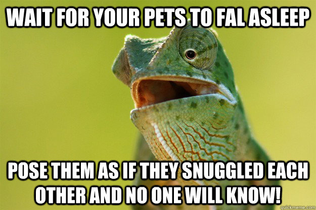 Wait for your pets to fal asleep Pose them as if they snuggled each other and no one will know!  Karma Karma Karma Karma Karma Cameleon