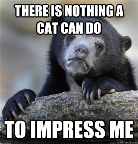 There is nothing a cat can do to impress me  Confession Bear