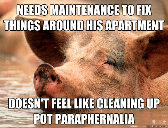 Needs maintenance to fix things around his apartment doesn't feel like cleaning up pot paraphernalia   Stoner Pig