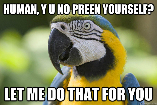 HUMAN, Y U NO PREEN YOURSELF? LET ME DO THAT FOR YOU - HUMAN, Y U NO PREEN YOURSELF? LET ME DO THAT FOR YOU  PARROT