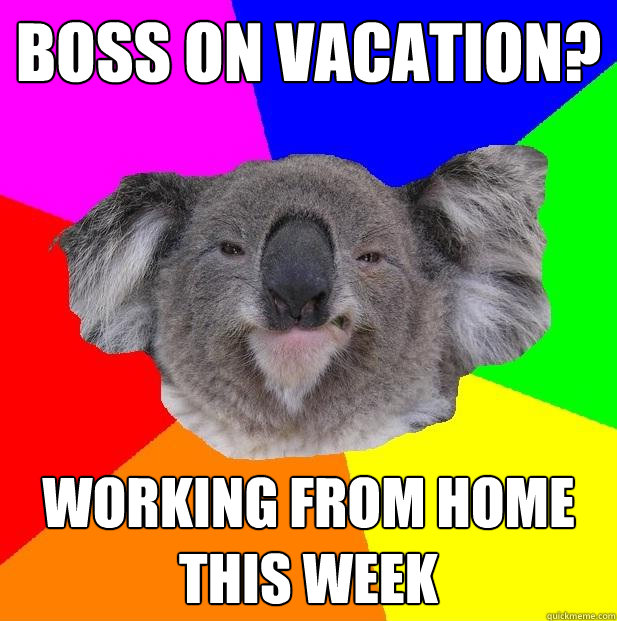 Boss on Vacation? working from home this week  Incompetent coworker koala