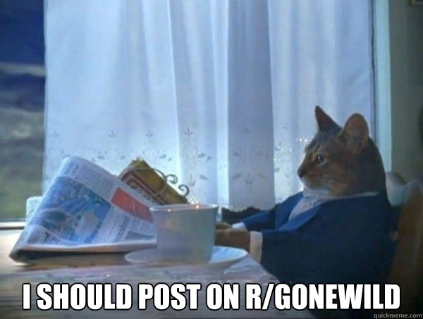  I should post on r/gonewild  morning realization newspaper cat meme