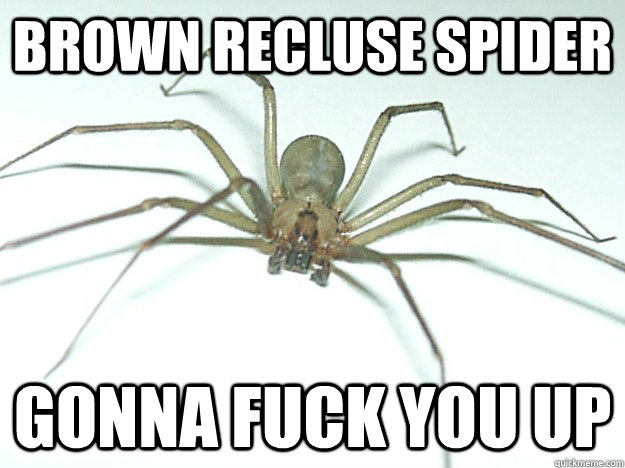 brown recluse spider gonna fuck you up  Brown Recluse Spider