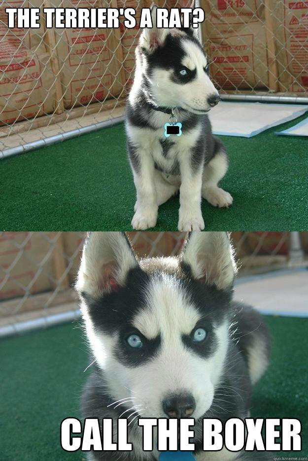 The Terrier's a rat? call the boxer  Insanity puppy