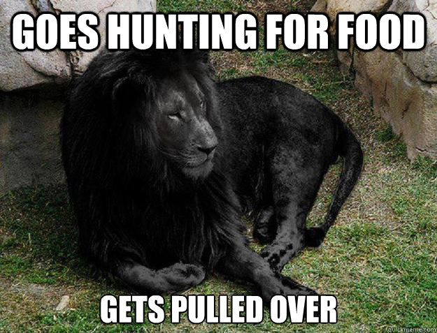 goes hunting for food gets pulled over  Black Lion Problems