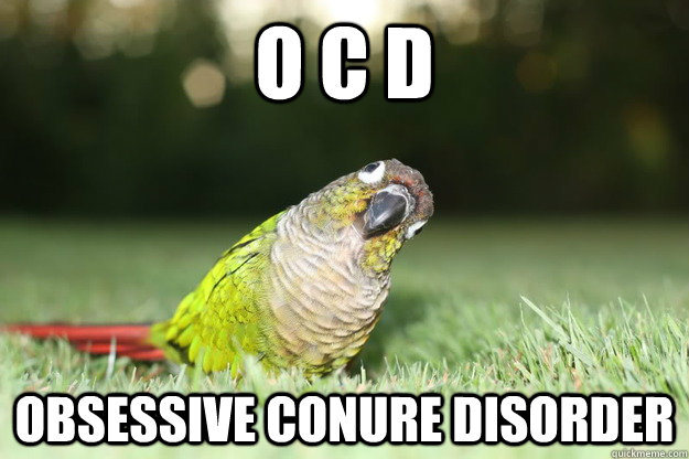 O C D  Obsessive conure disorder - O C D  Obsessive conure disorder  Perplexed Parrot