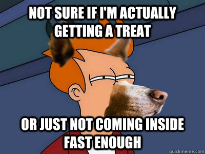 Not sure if I'm actually getting a treat Or just not coming inside fast enough - Not sure if I'm actually getting a treat Or just not coming inside fast enough  Dog Futurama Fry